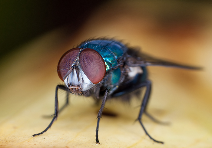 Flies Attack Pest Control